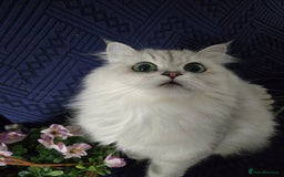 Persian cats for sale: 😻 Persian chinchilla kittens 😻 - Image 13