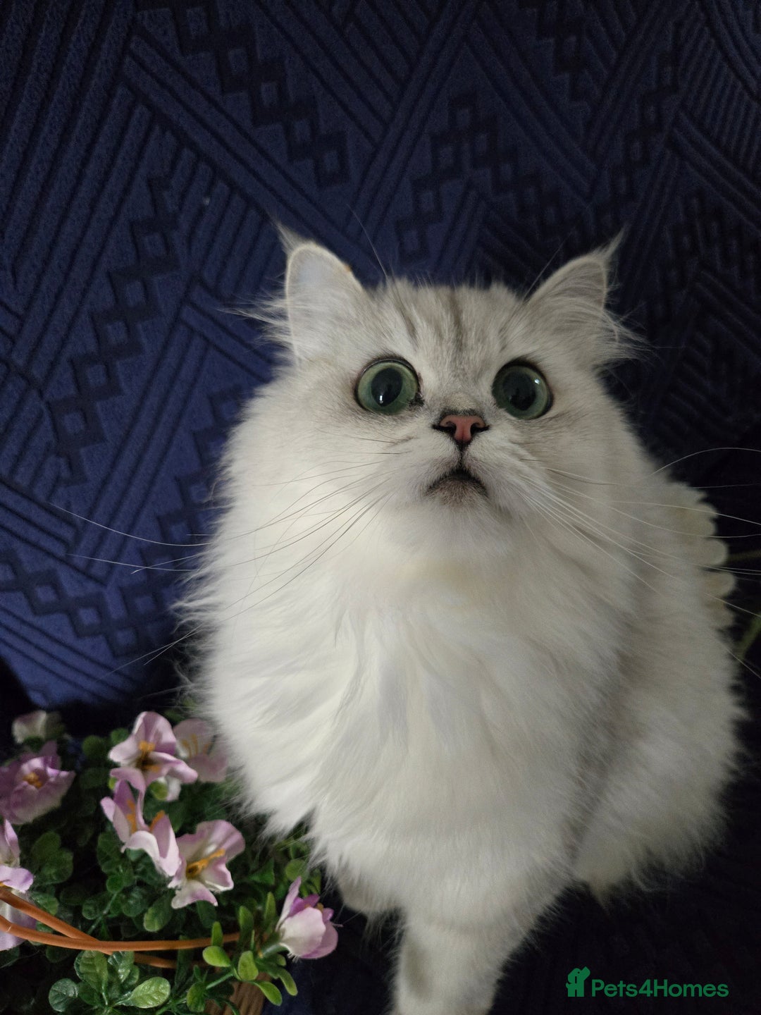 Persian cats for sale: 😻 Persian chinchilla kittens 😻 - Image 13