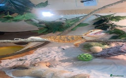 Bearded Dragon reptiles for sale: Bearded dragon - 5/6 years old - Image 4