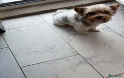 Yorkshire Terrier dogs for sale: Yorkshire terrier - Image 3