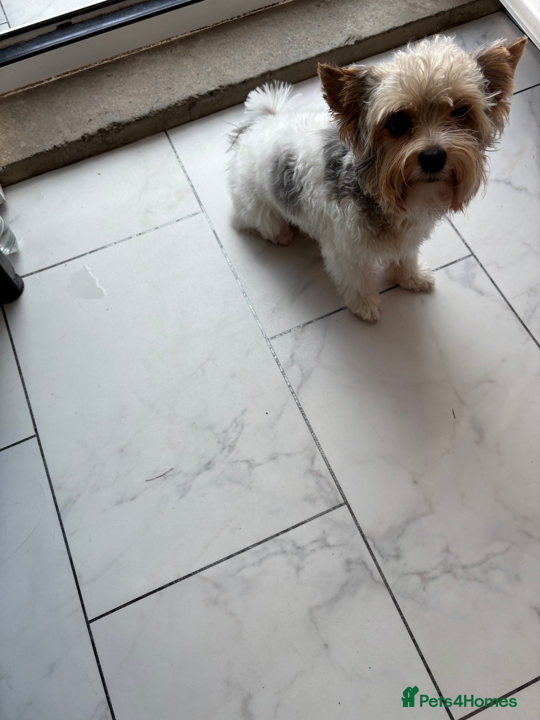 Yorkshire Terrier dogs for sale: Yorkshire terrier - Image 3