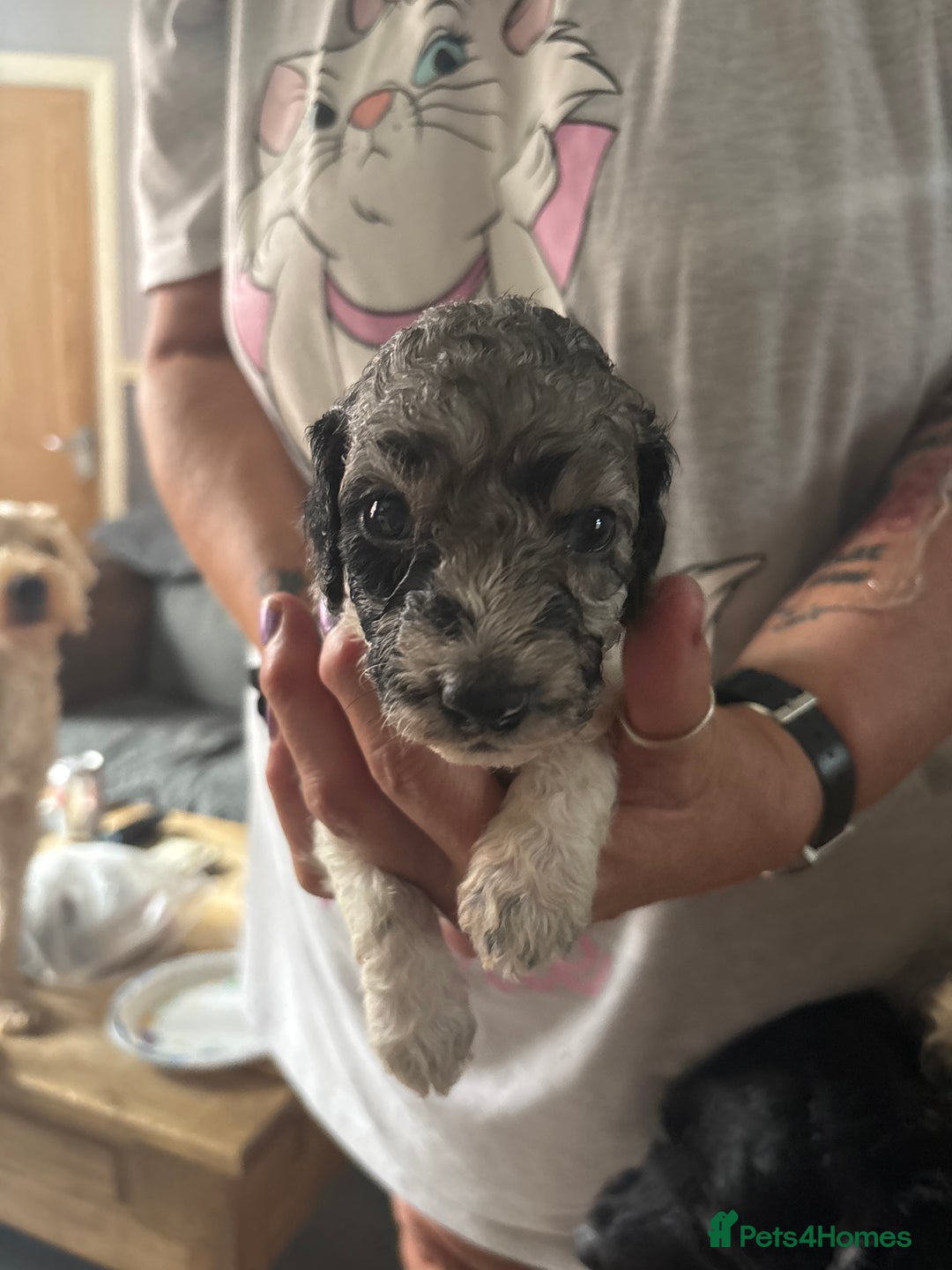 Cockapoo dogs for sale: Merle cockerpoo puppies for sale  - Image 25