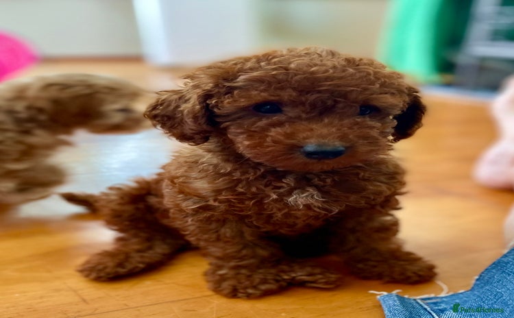 Toy Poodle dogs - Advert 13