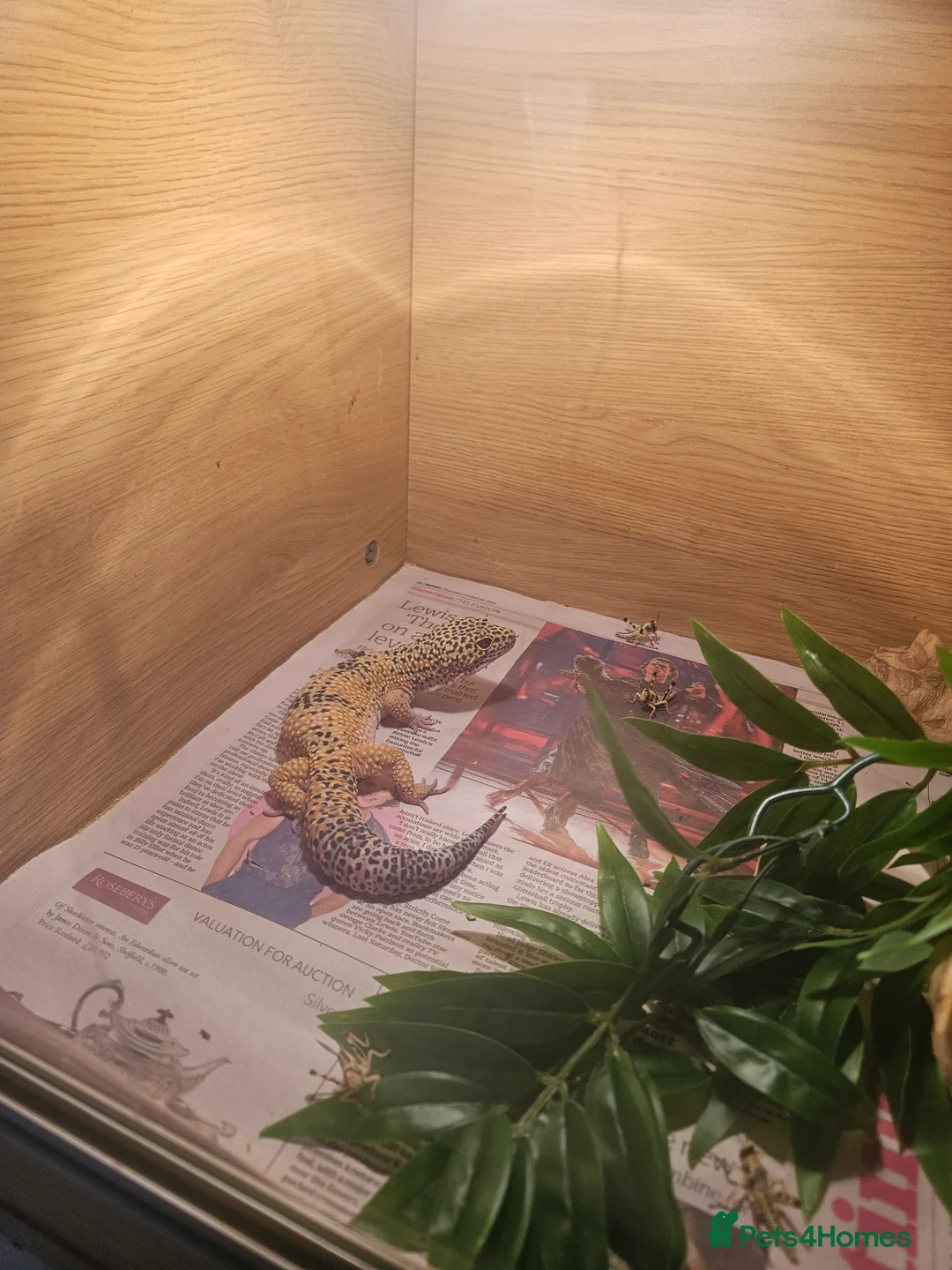 Leopard Gecko reptiles for sale: Leopard Ghecko for sale.  - Advert 4