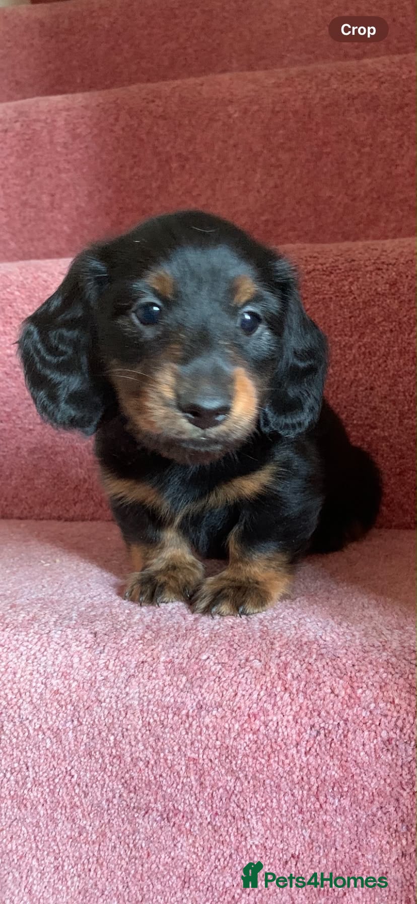 Miniature Dachshund dogs KC registered miniature long haired dachshunds  - Advert 18