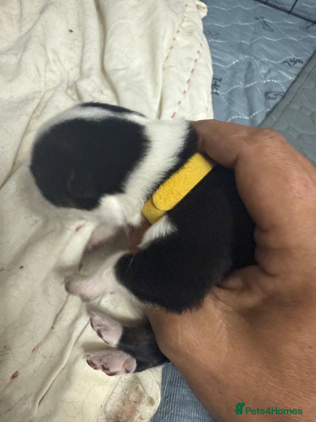 Border Collie dogs for sale: Border collie pups - Image 18
