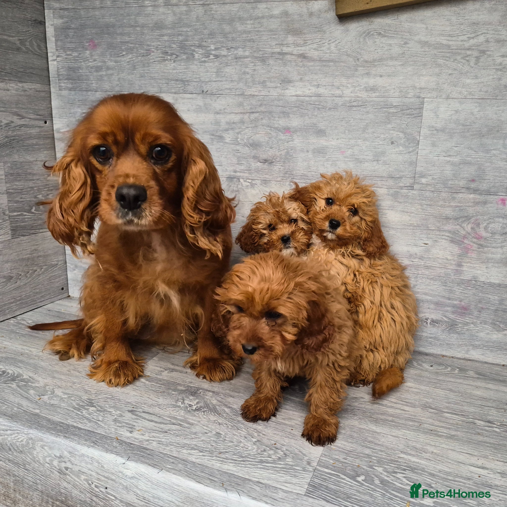 Cavapoo dogs 3 stunning cavapoo girls ready now - Advert 4