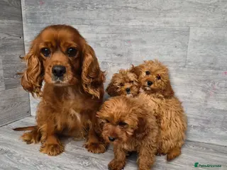 Cavapoo dogs 3 stunning cavapoo girls ready now - Advert 4