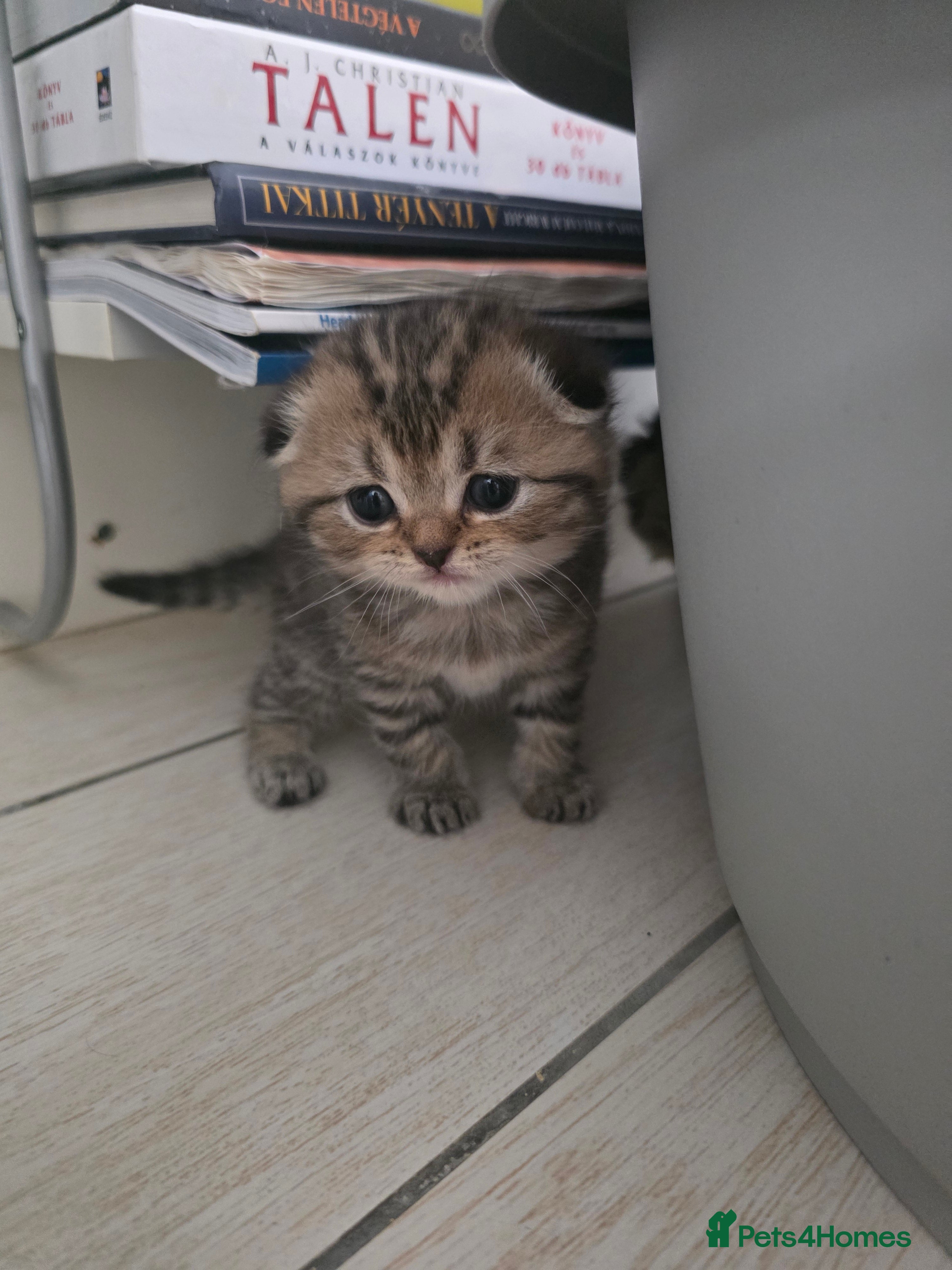 Scottish Fold cats Beautiful Scottish Fold Kittens  - Advert 2
