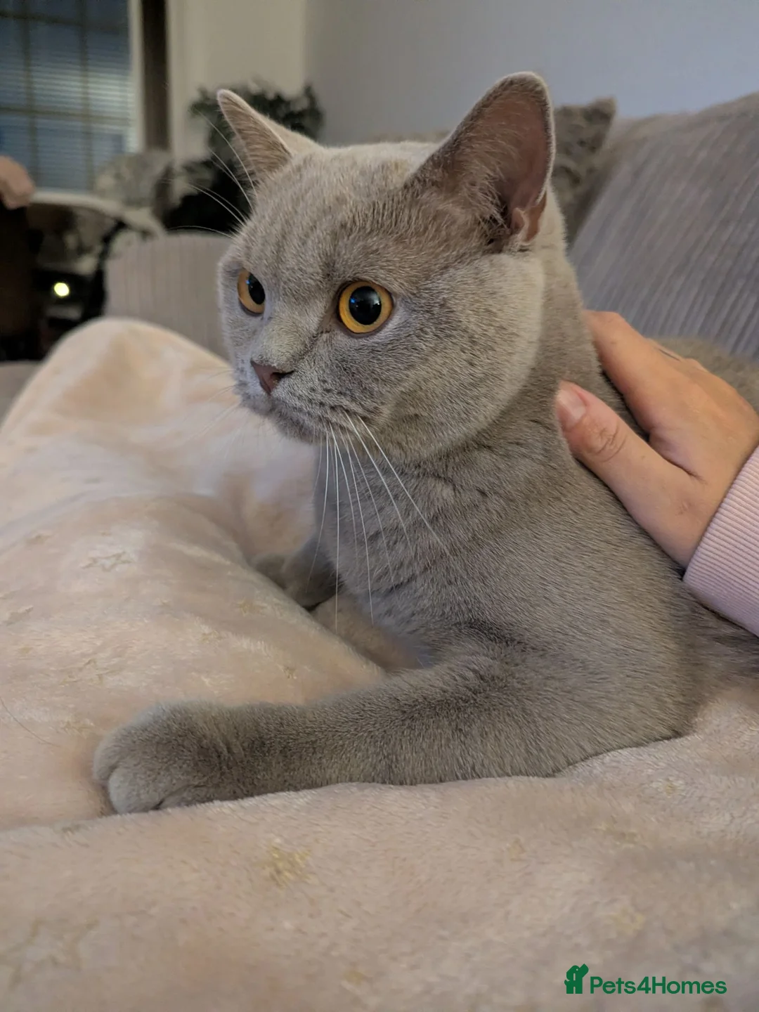 British Shorthair cats for sale: Lilac British shorthair  - Advert 1