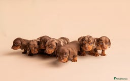 Miniature Dachshund dogs for sale: 🏆Champion KC Mini Dachshunds 0.4% COI 👌🏻 - Image 27
