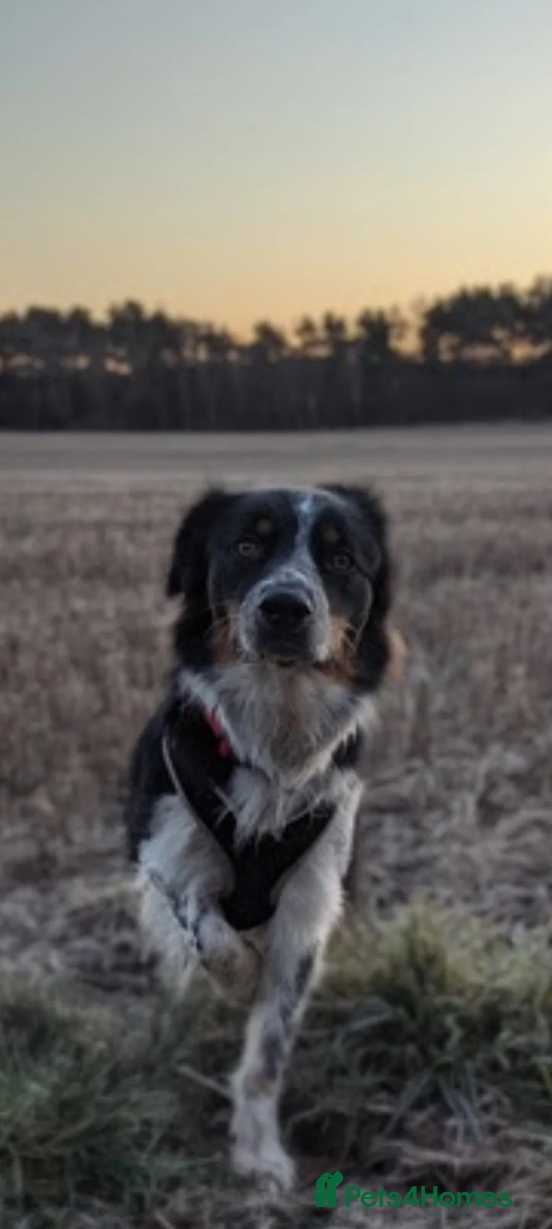 Border Collie dogs for stud: Stud, Free for Pup - Advert 2