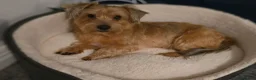 Yorkshire Terrier dogs for sale: 🧸TEDDY🧸 FOR REHOME - Advert 4