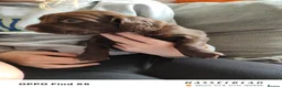 Cocker Spaniel dogs for sale: Beautiful Chocolate Cocker Spaniels (worker) in Ross-on-Wye - Advert 15