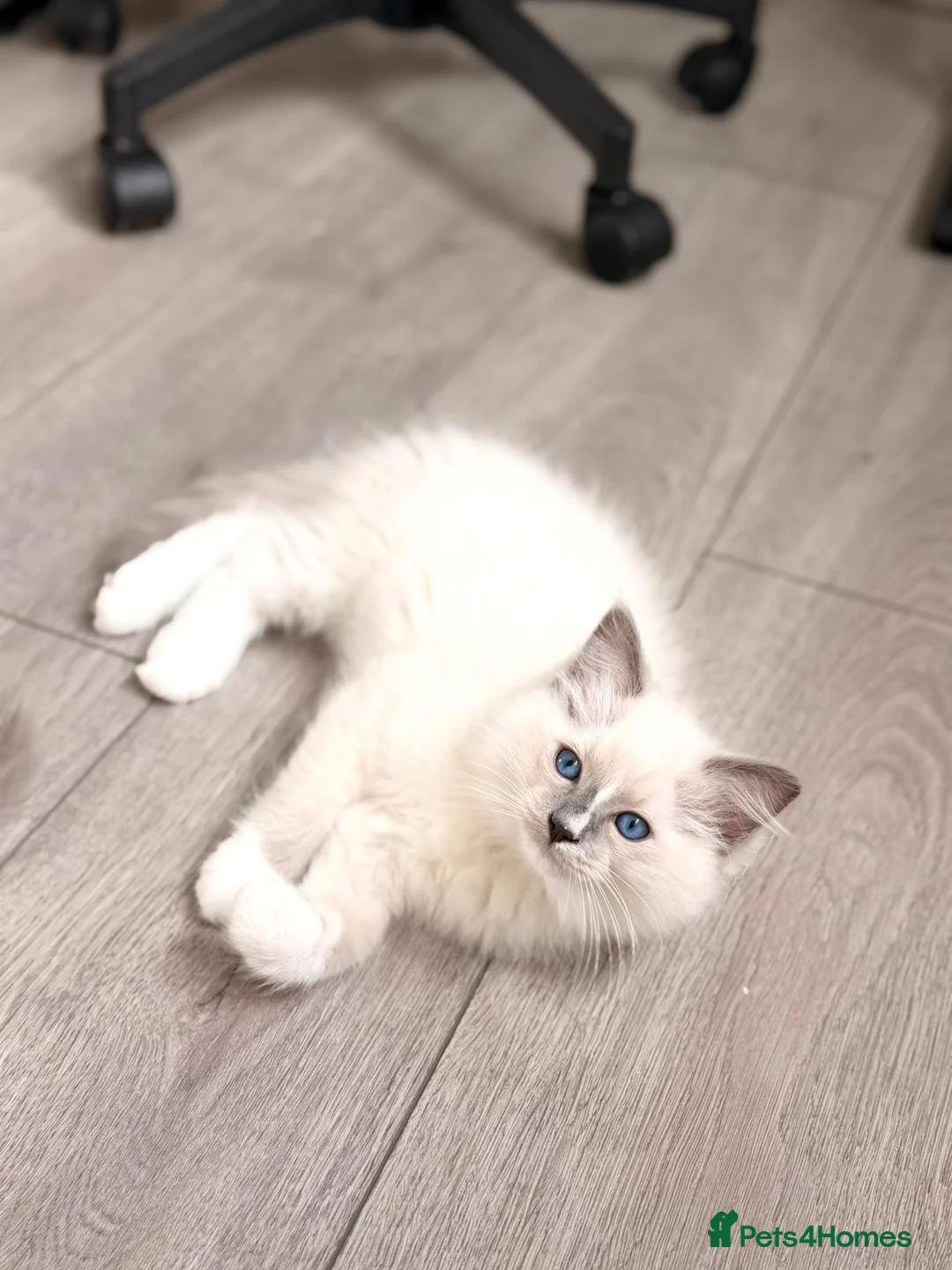 Ragdoll cats for sale: Ragdoll male  - Advert 4