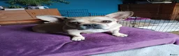 French Bulldog dogs for sale: Stunning French Bulldog puppies full pink husky in Spalding - Advert 3