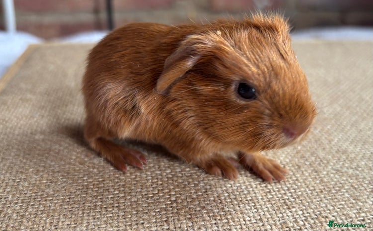 Guinea Pig rodents - Advert 1