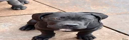 Cane Corso dogs for sale: Cane corso puppies  - Advert 3