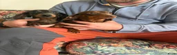 Miniature Dachshund dogs for sale: 2 miniature dachshund sisters 7 months old in Swadlincote - Advert 2