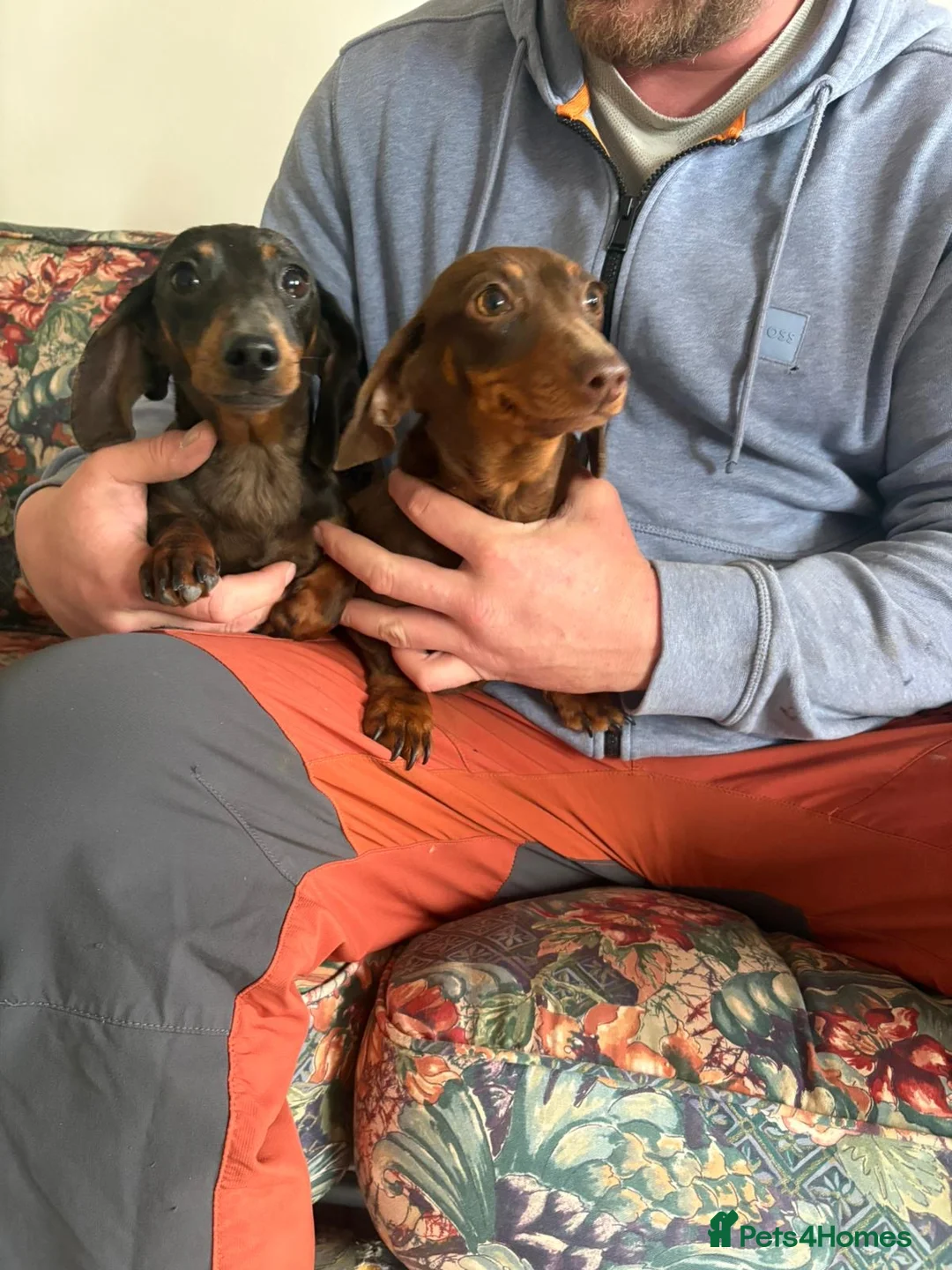 Miniature Dachshund dogs for sale: 2 miniature dachshund sisters 7 months old in Swadlincote - Advert 2