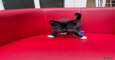 Mixed Breed cats - Advert 16