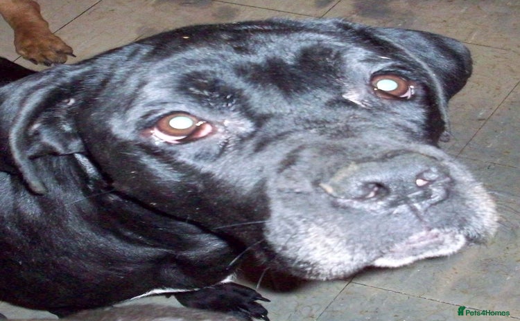 Cane Corso dogs Beautiful Cane Corso puppies for sale. - Advert 9