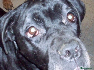 Cane Corso dogs Beautiful Cane Corso puppies for sale. - Advert 3