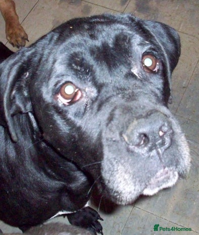 Cane Corso dogs Beautiful Cane Corso puppies for sale. - Advert 9