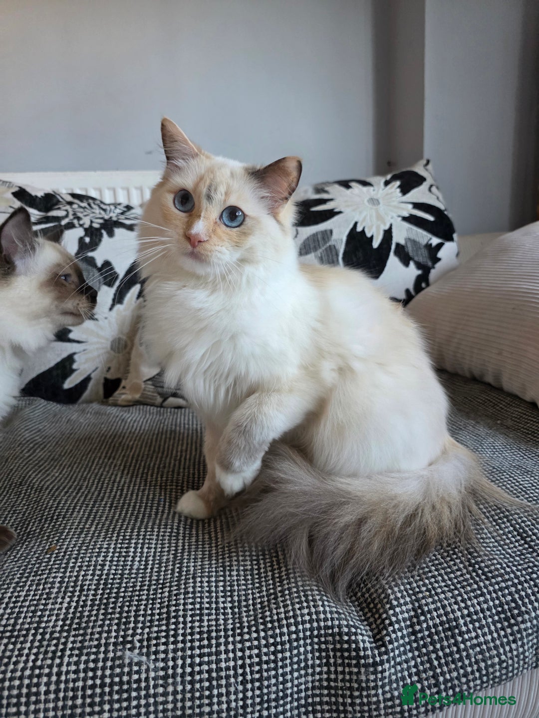 Ragdoll cats for sale: GCCF REGISTERED RAGDOLL ADULTS - Advert 5