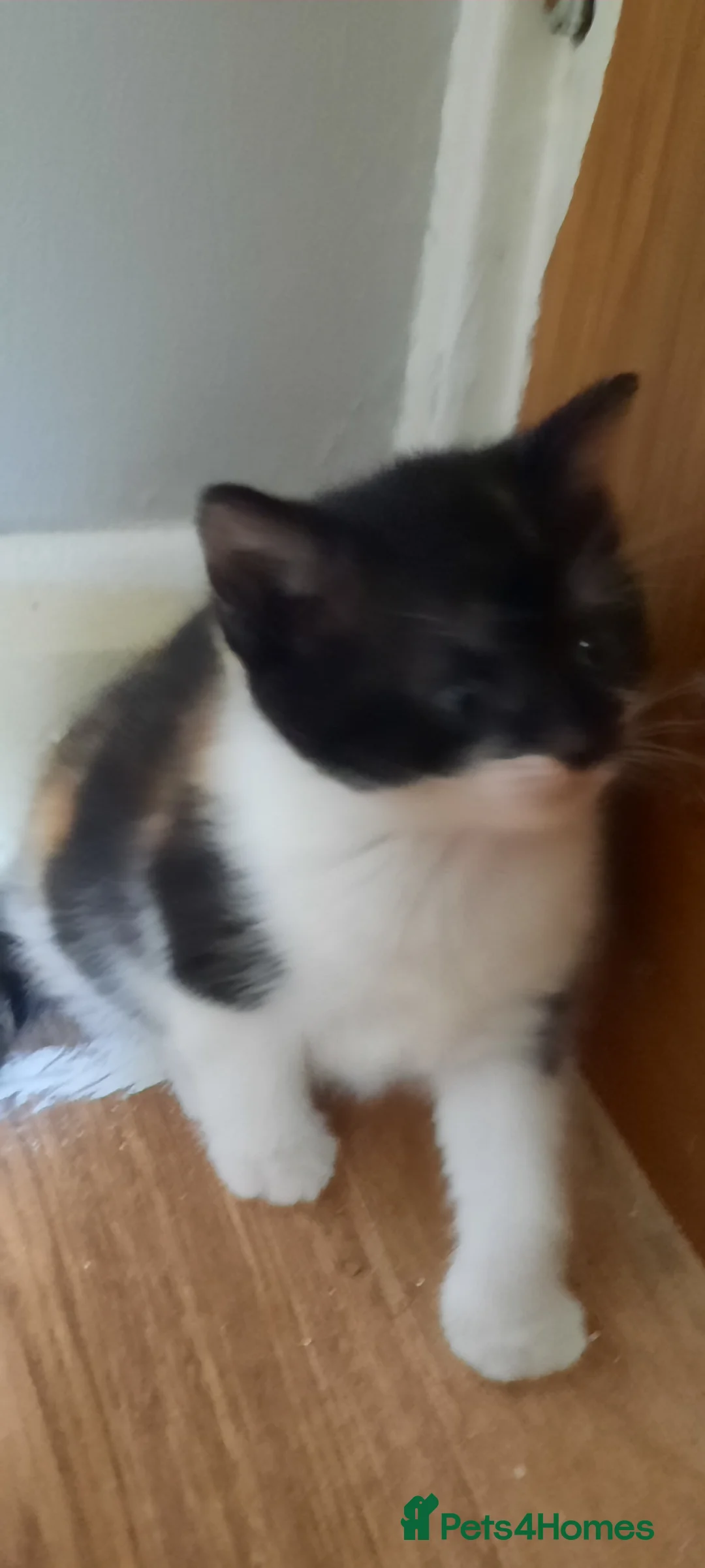 Mixed Breed cats for sale: 4 female kittens  in Corby - Advert 4