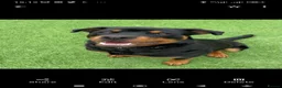 Rottweiler dogs for sale: Rottweiler Puppies Non KC Registered Litter in Gaerwen - Advert 3