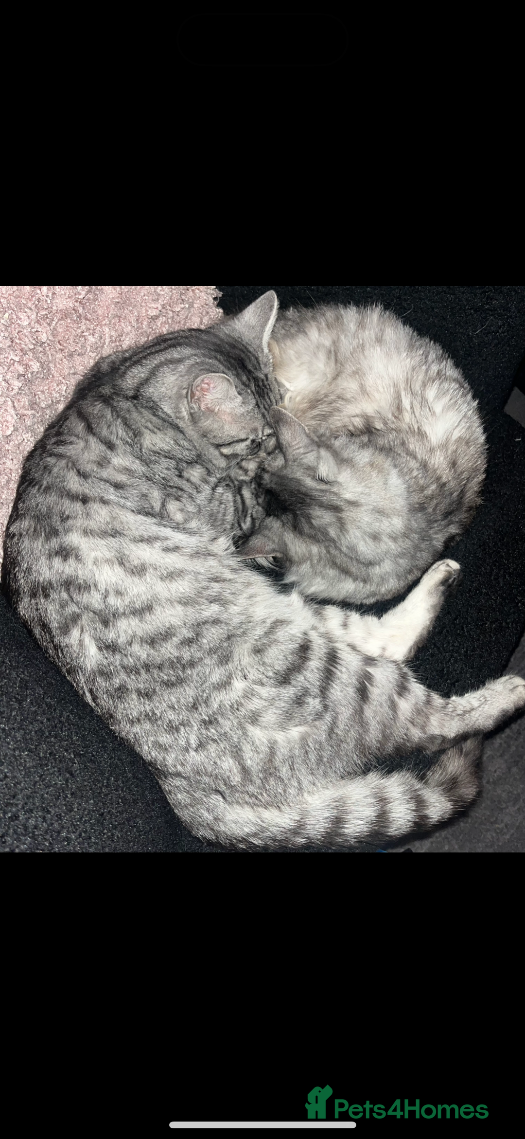 Domestic Shorthair cats for sale: 2 boys and 1 girl!  - Image 4