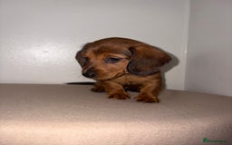 Miniature Dachshund dogs for sale: Red miniature Dachsund’s  - Image 9