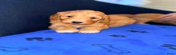 Cavapoo dogs for sale: Cavapoo - Advert 3