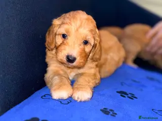 Cavapoo dogs Cavapoo Girls - Advert 6