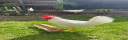 Chickens poultry for sale: 2 White Leghorn Cockerels For Sale - Advert 2