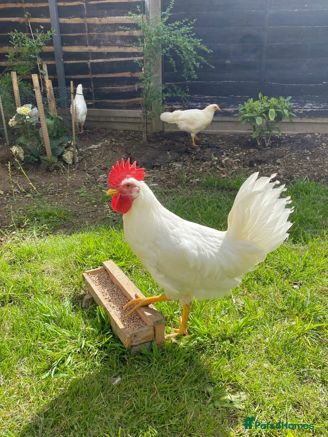 Chickens poultry for sale: 2 White Leghorn Cockerels For Sale - Advert 2