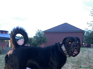 Rottweiler dogs Rottweiler stud - Advert 3