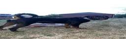 Rottweiler dogs for stud: Rottweiler stud  - Advert 1