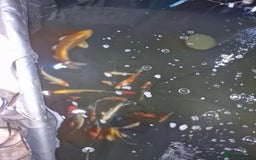 Koi Carp fish for sale: Japanese koi for sale  - Image 1