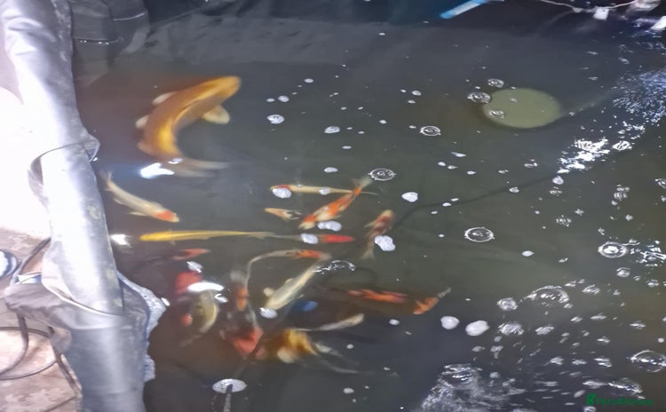 Koi Carp fish - Advert 4
