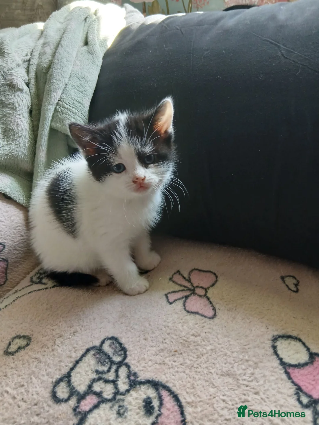 Mixed Breed cats for sale: Cute fluffy little kitten - Advert 1