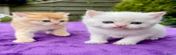 British Shorthair cats for sale: Golden, Golden Colourpoint & Silver Tipped - Advert 9