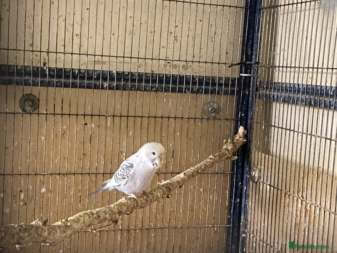 Budgerigars birds for sale: 6 Budgies  - Image 4