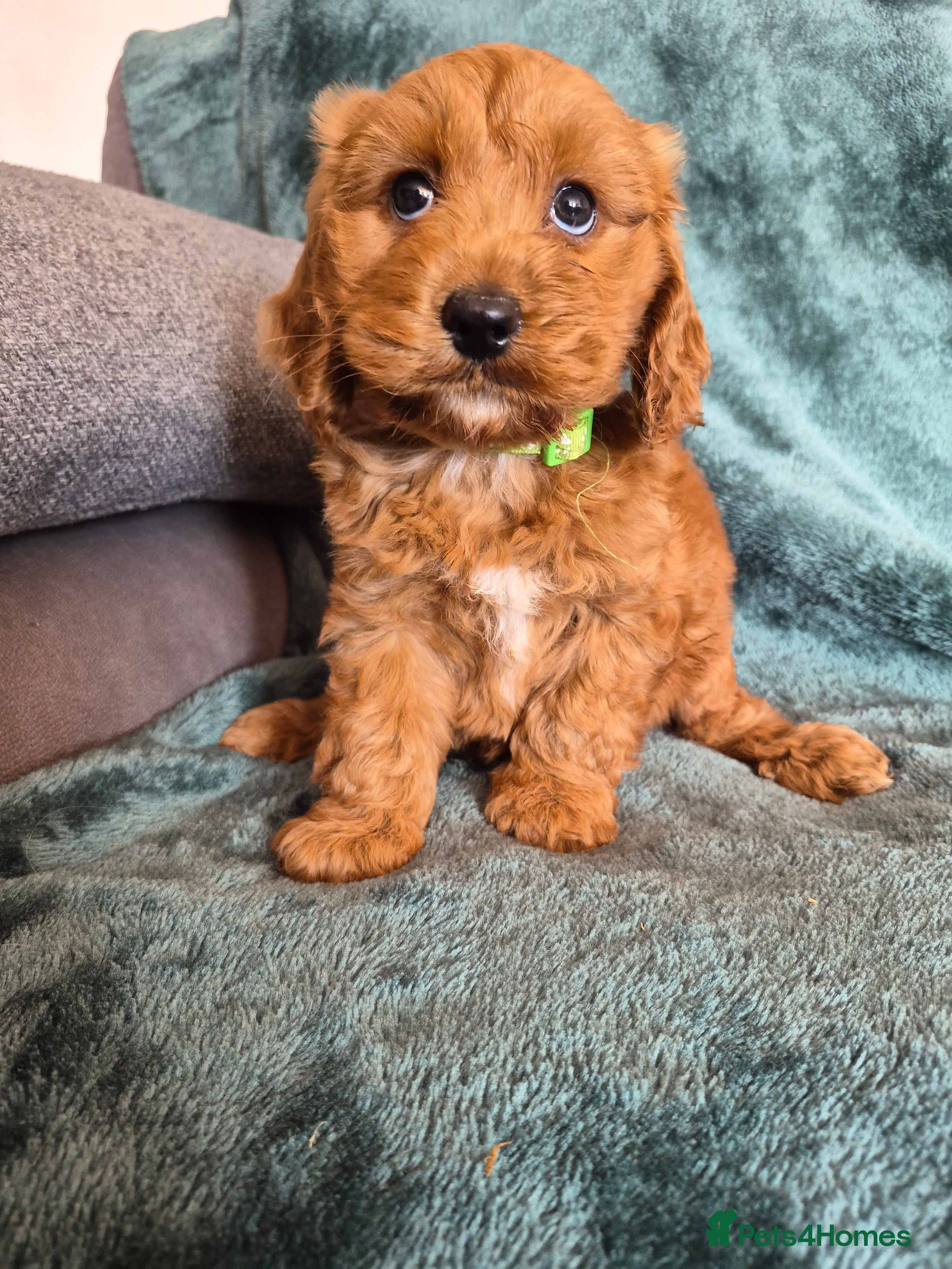 Cocker Spaniel dogs Cocker Spaniel pups - Advert 1