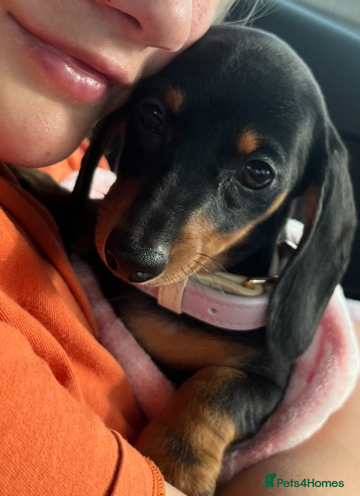 Mixed Breed dogs 6 Beautiful Daxichons - Advert 13