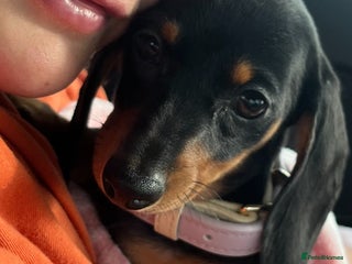 Mixed Breed dogs 6 Beautiful Daxichons - Advert 13