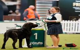 Labrador Retriever dogs for sale: Chunky Chocolate Labrador Puppies  - Image 7