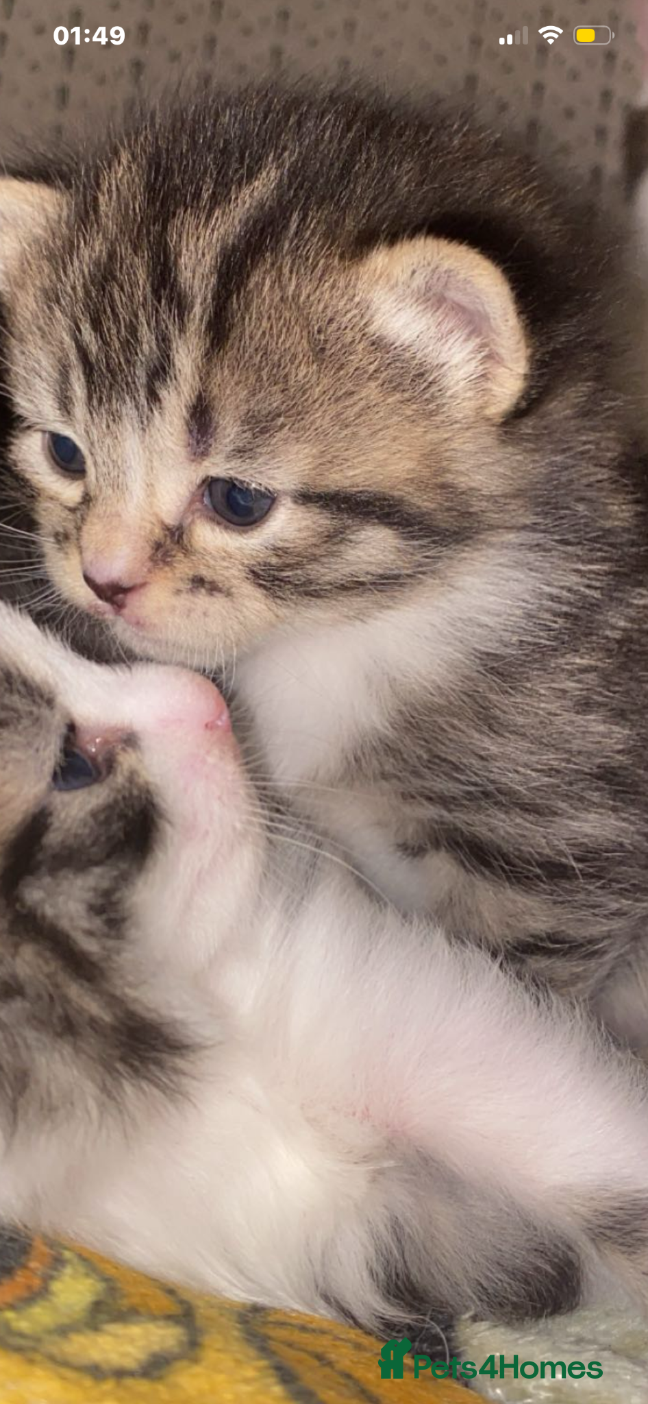 Mixed Breed cats Fluffy baby kitten  - Advert 6