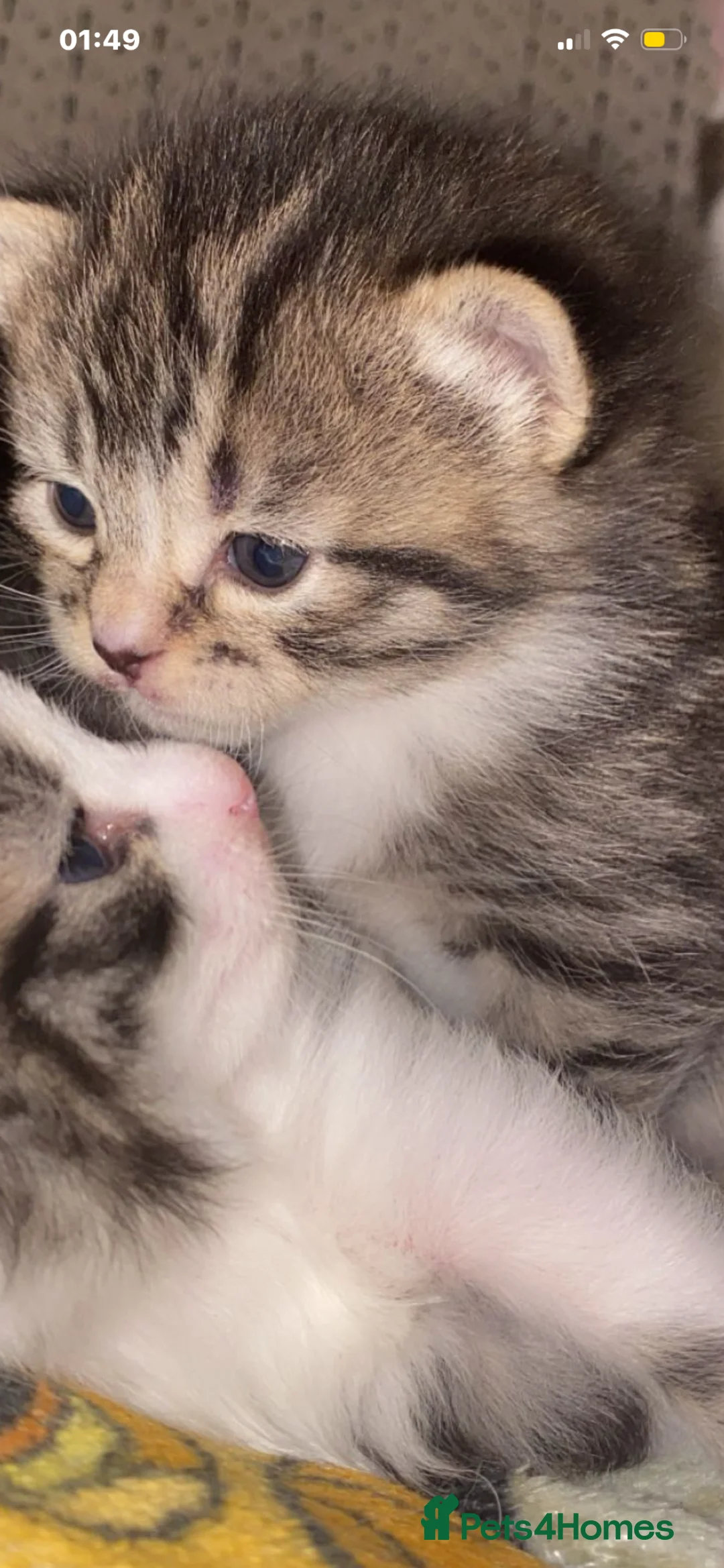 Mixed Breed cats for sale: Fluffy baby kitten  in Bradford - Advert 1